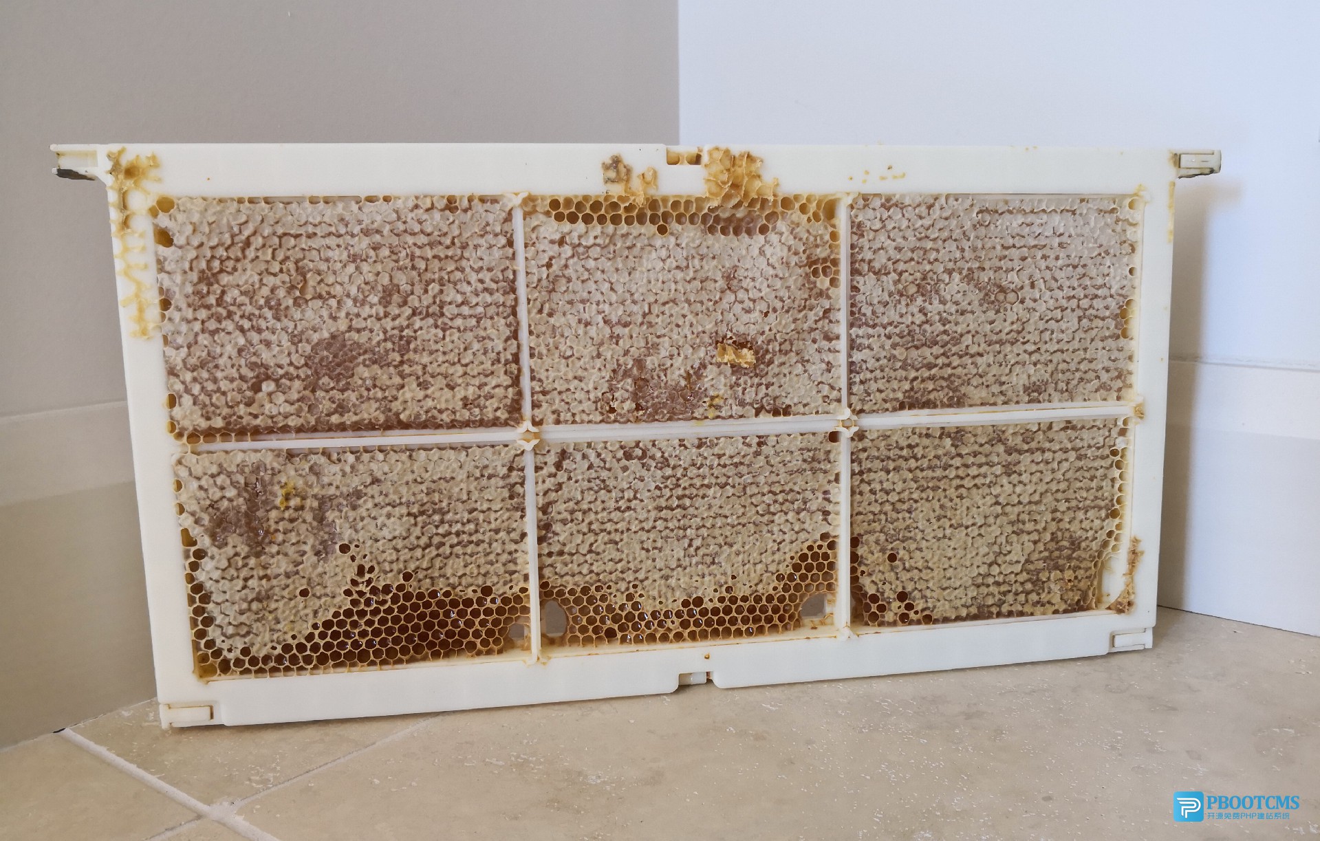 comb honey 1.jpg